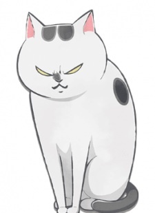 Кот